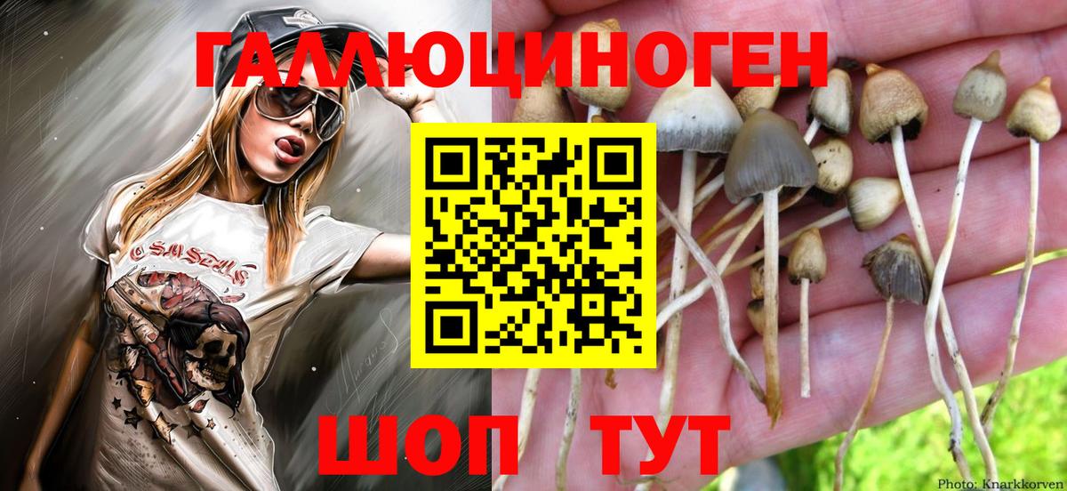 Галлюциногенные грибы Psilocybe Мурманск